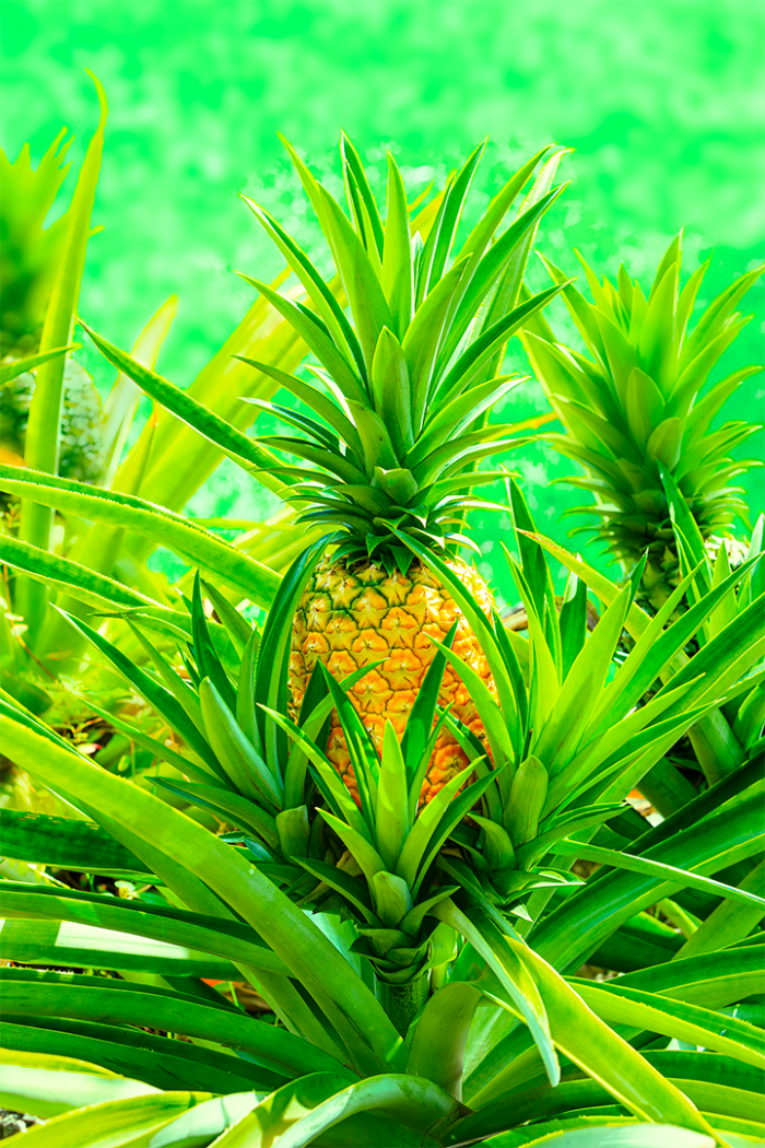 Home Grown