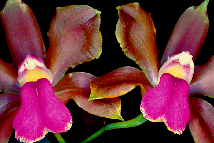 Identical Twins