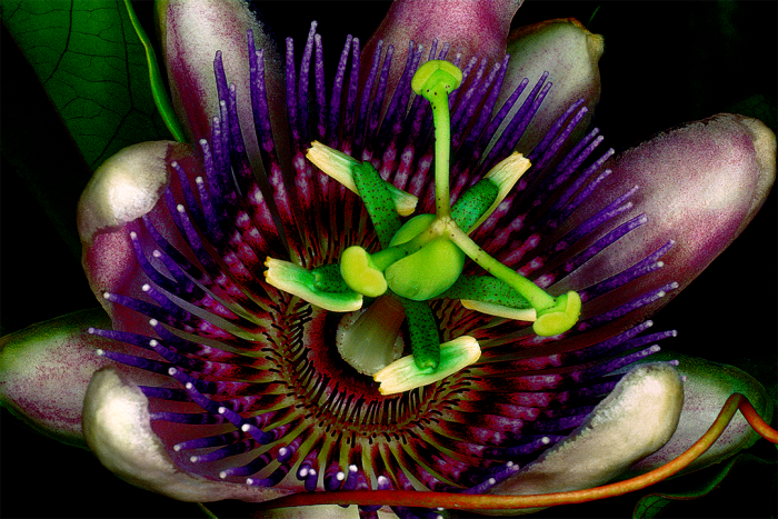 Infinite Passion