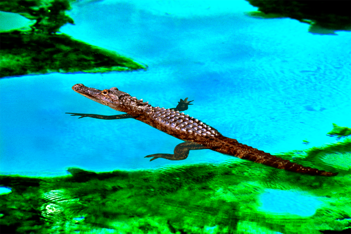 Keeper of the Blue Lagoon