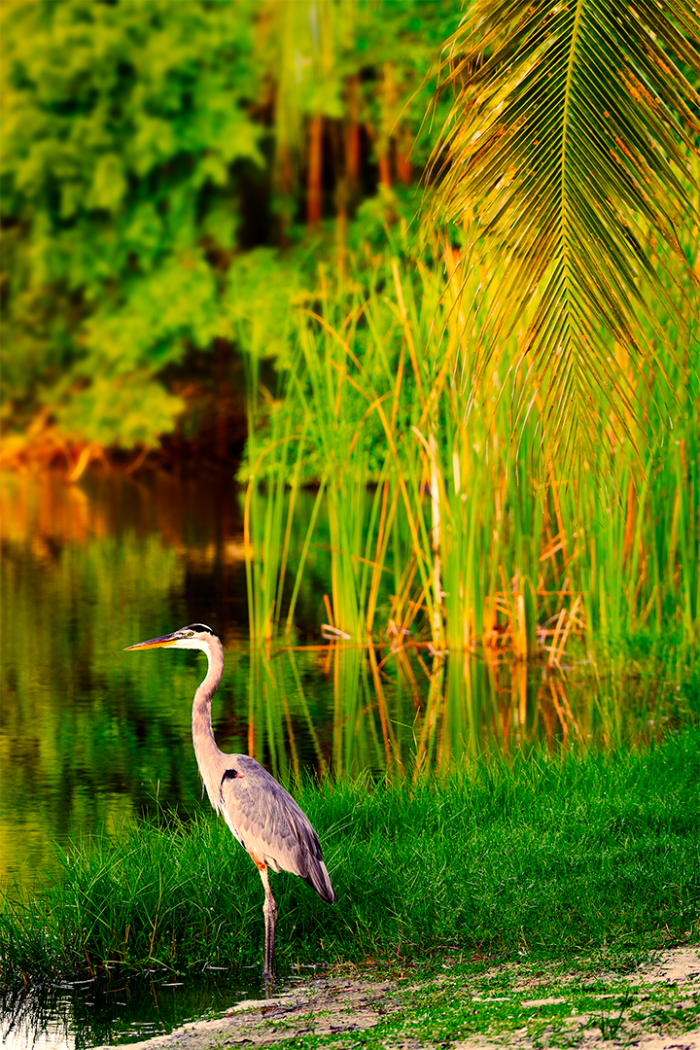 Lakeside Dreams