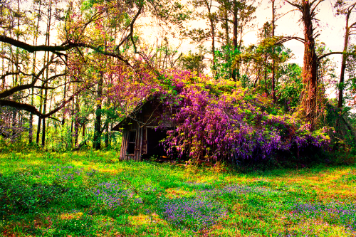Magic Forest