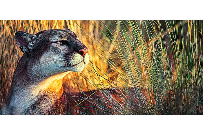 Majestic Moment - Image 2