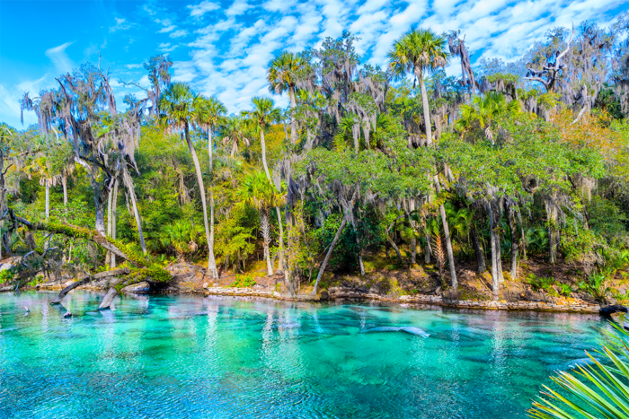 Manatee Migration 1