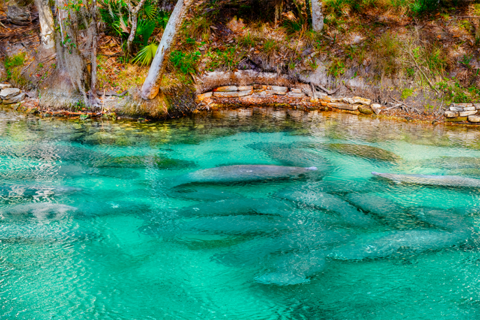 Manatee Migration 3