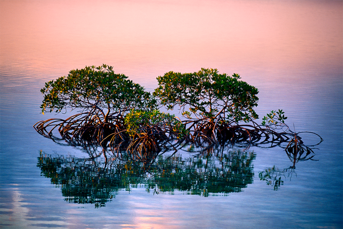 Mangrove Meditation