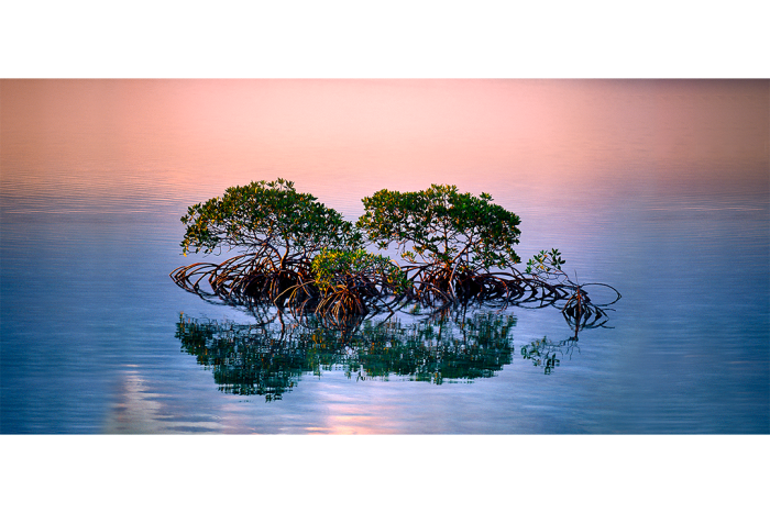 Mangrove Meditation - Image 2