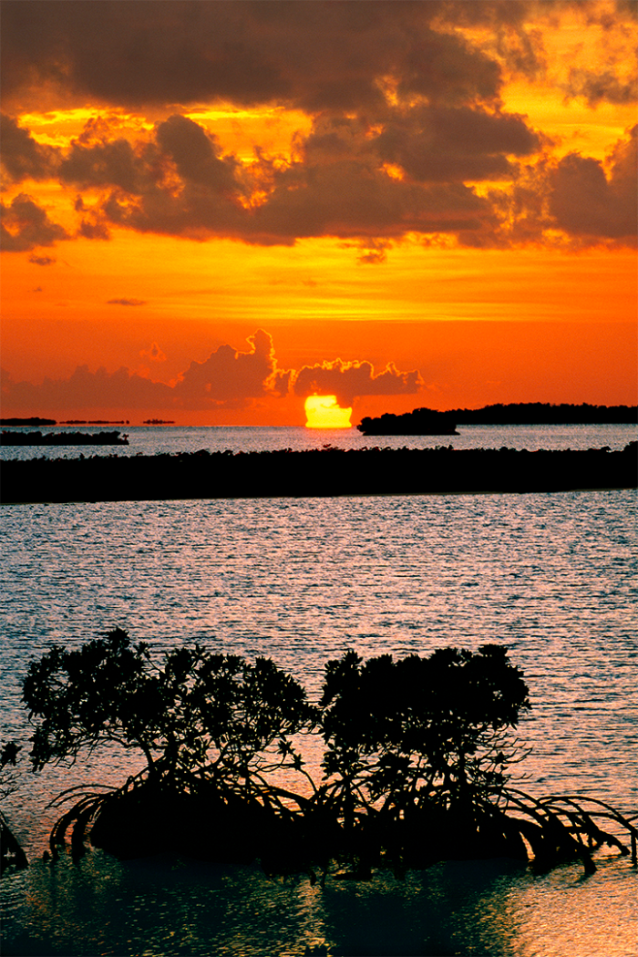 Mangrove Meltdown
