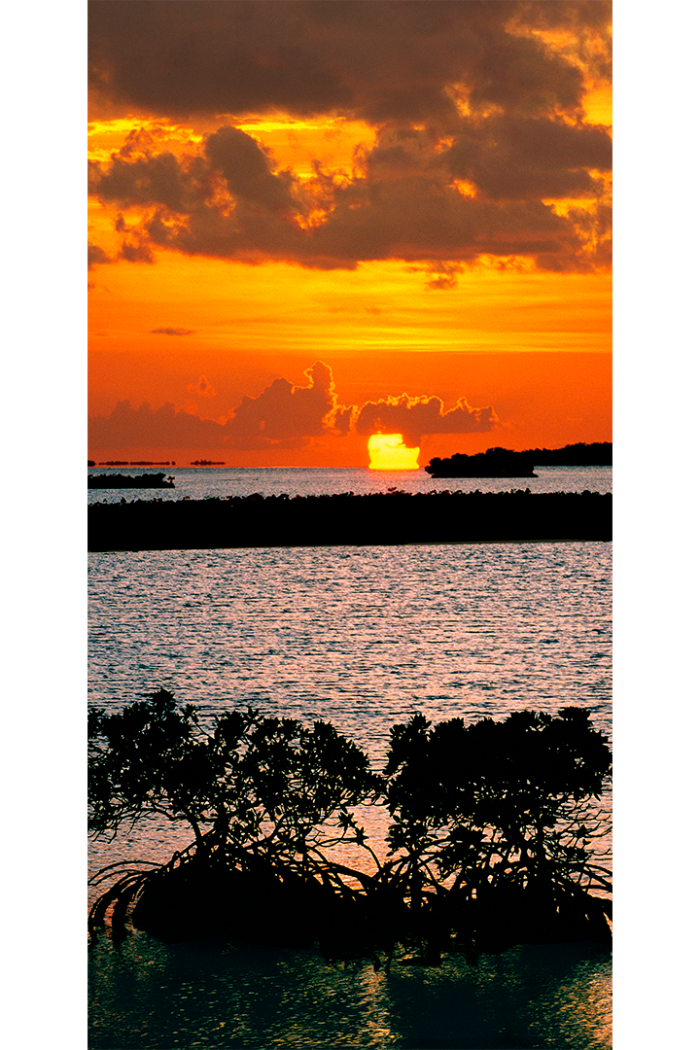 Mangrove Meltdown - Image 2