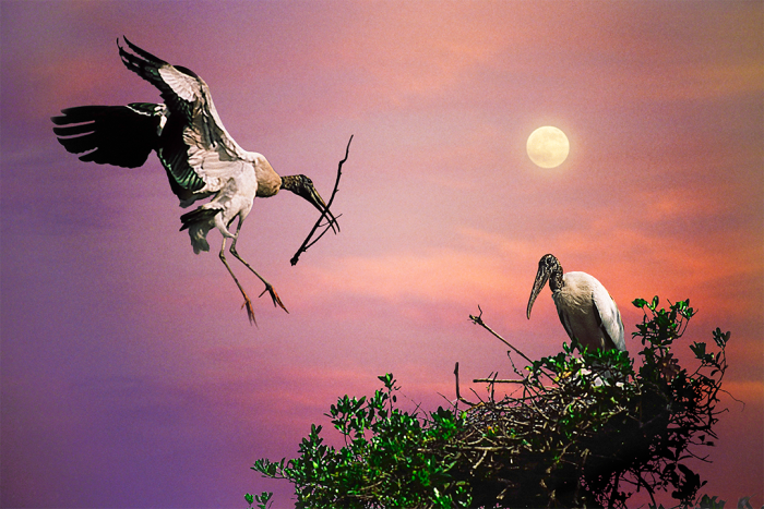 Mission in the Moonlight