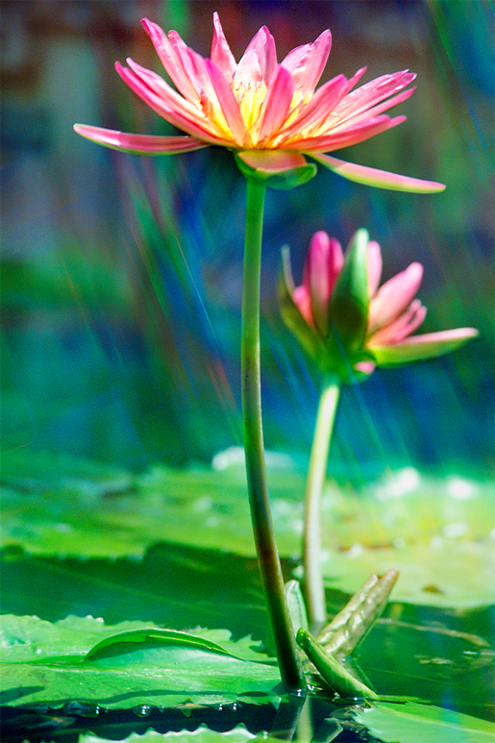 Natural Radiance