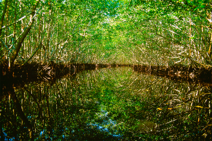 Natural Surroundings 2