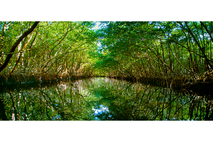 Natural Surroundings 3 - Image 2