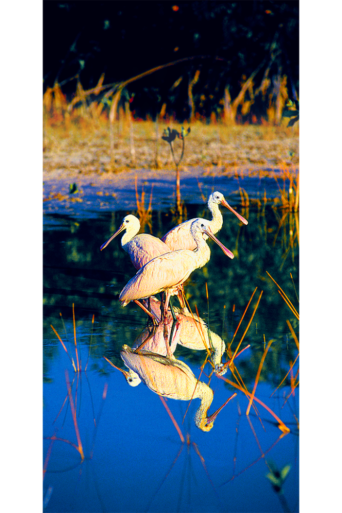 Natural Symmetry - Image 2