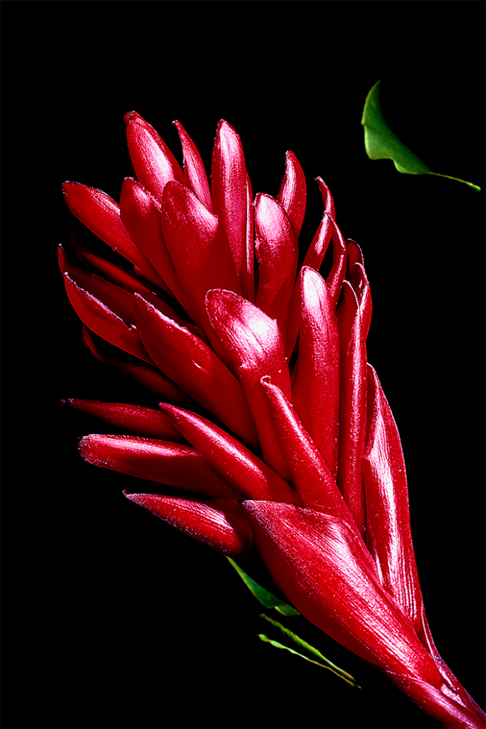 Natures Fire