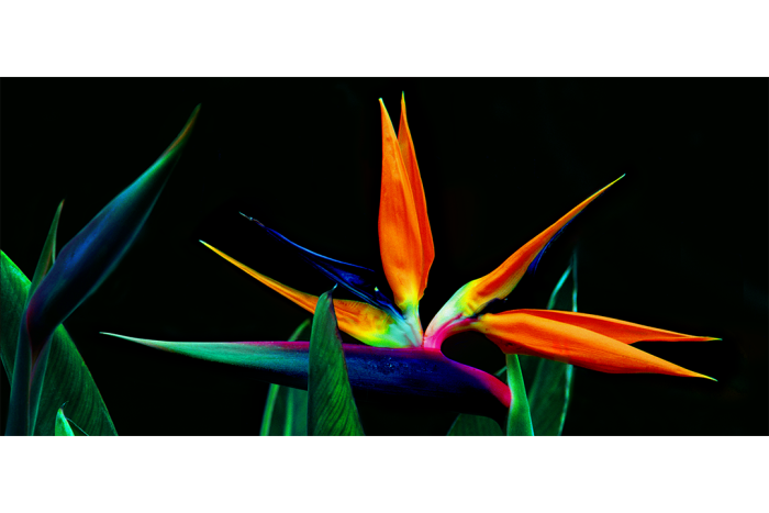 Night Flight - Image 2