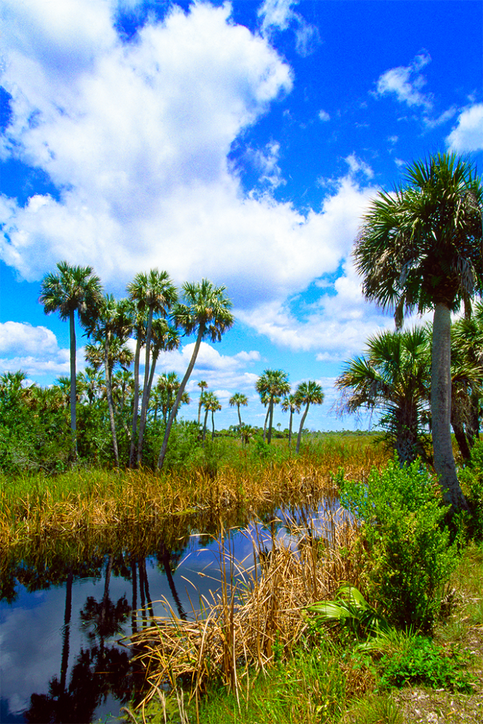 Palm Canal