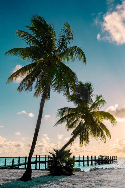 Palm Filled Dreams V