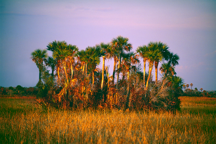 Palm Hammock 1