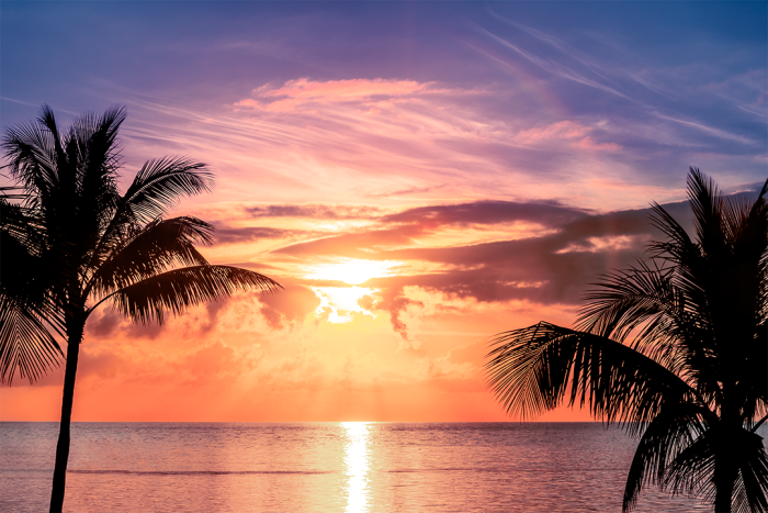 Palms in Paradise