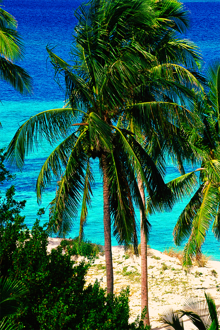 Paradise Found V