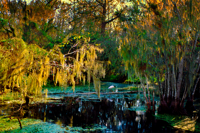 Peace, Beauty & Light