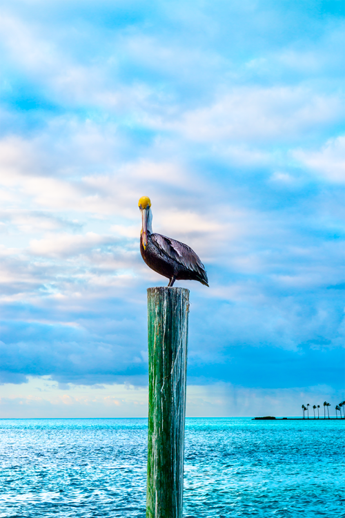 Pelican Dreams