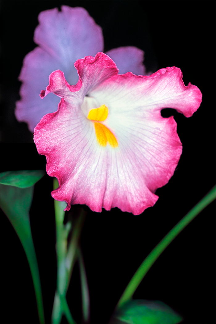 Pink with Passion