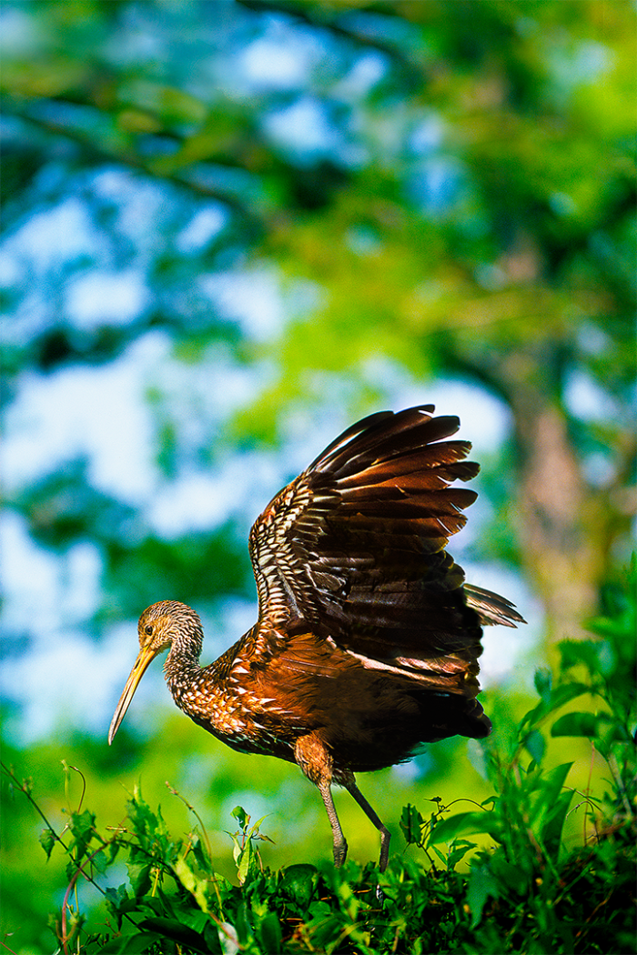Poised for Departure