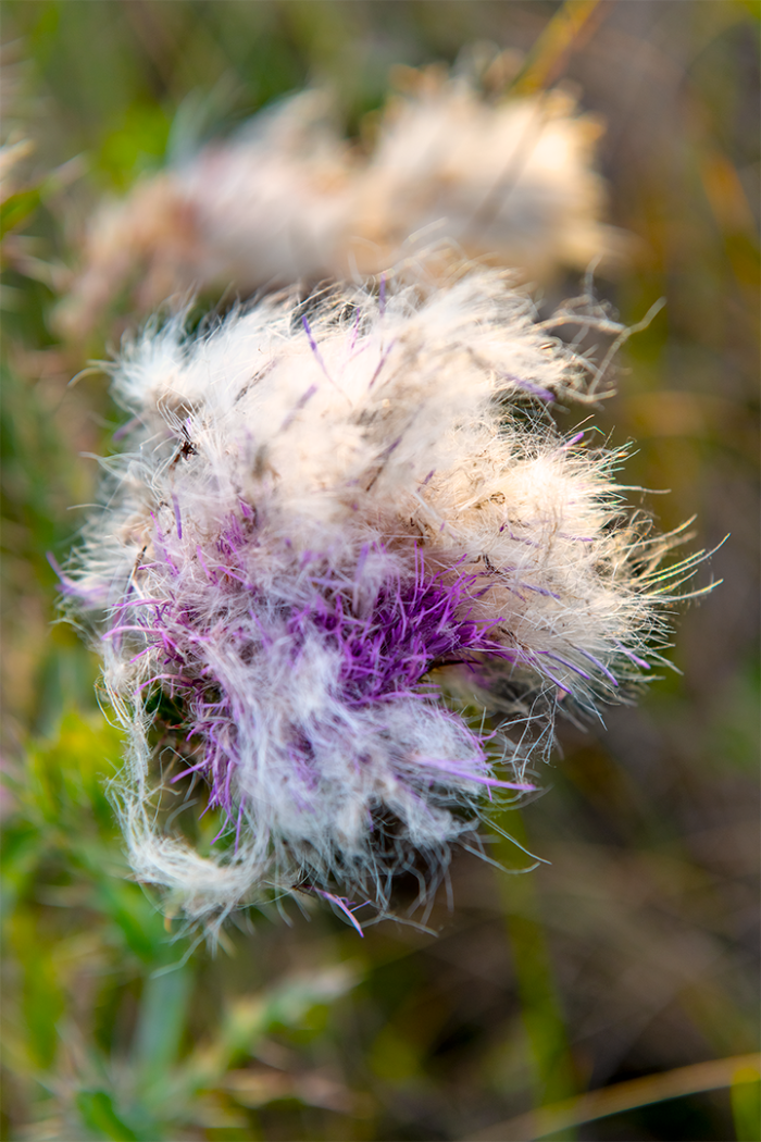Prairie Flower