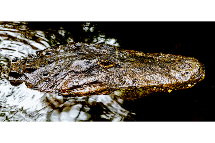 Predator in the Night - Image 2