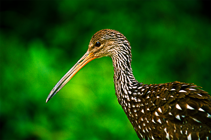 Profile of a Limpkin