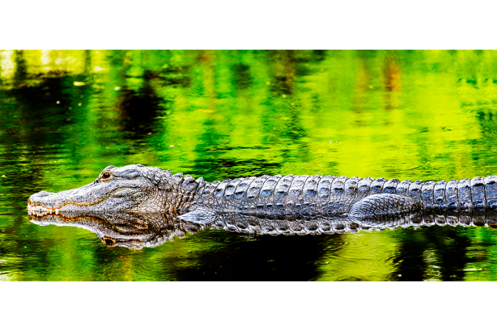 Resting in the Wild - Image 2