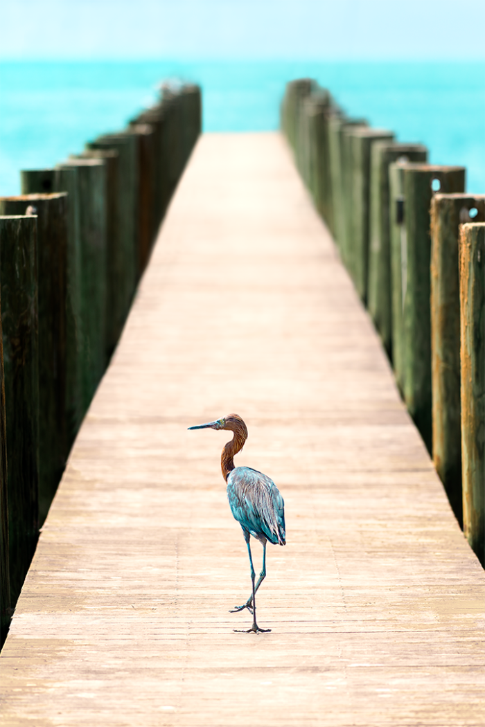 Road Less Traveled V