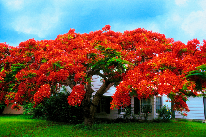Royal Poinciana