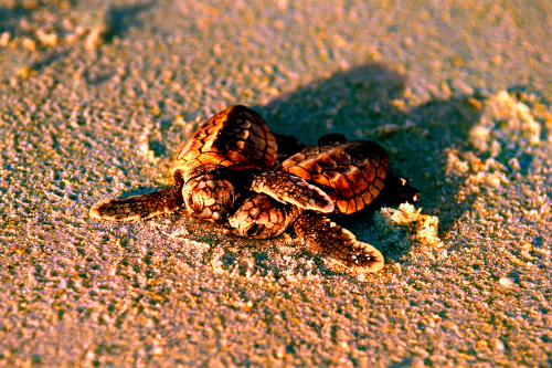 Shell Mates