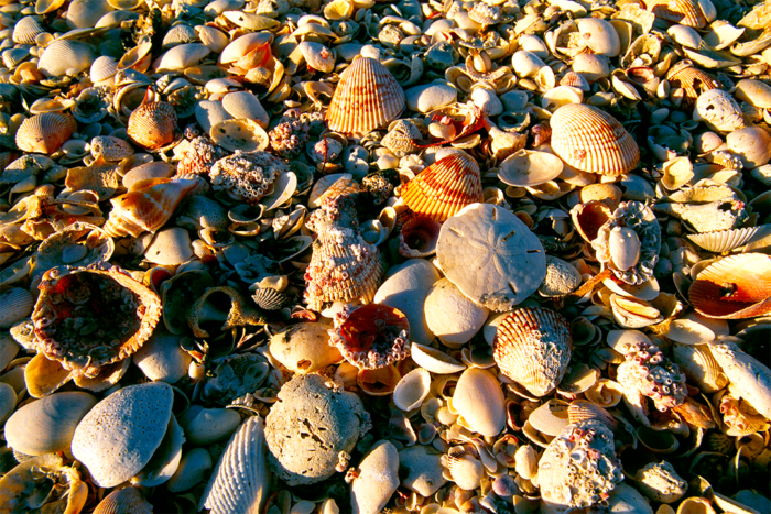 Shellacious