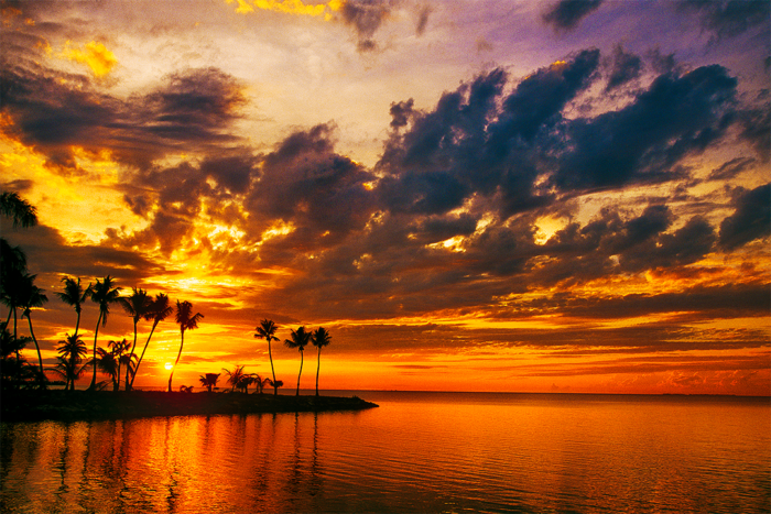 Silver Palm Sunset 2