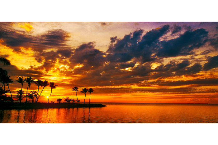 Silver Palm Sunset 2 - Image 2