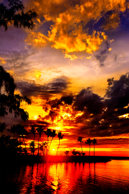 Silver Palm Sunset