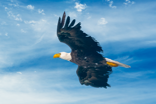 Soaring Through the Sky