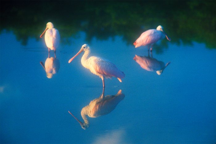 Softness of Still Waters