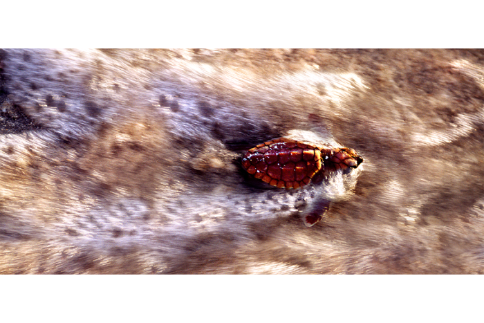 Speed Racer - Image 2