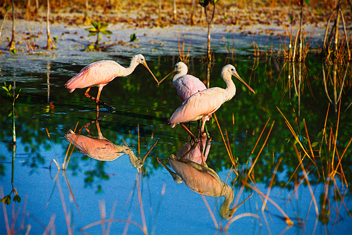 Spoonbill Sound