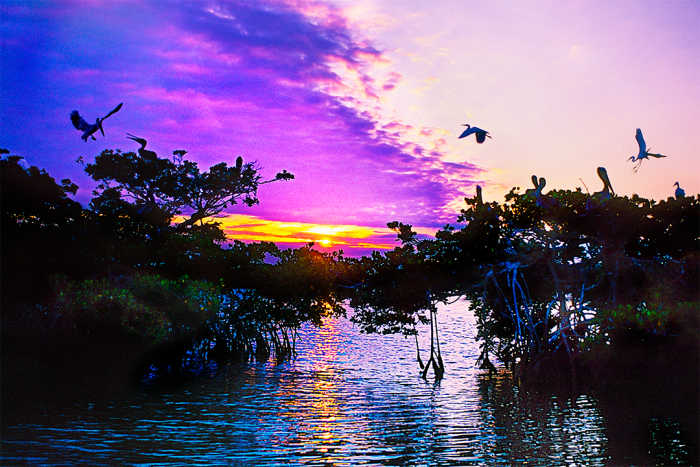 Sunrise at Mangrove Bridge