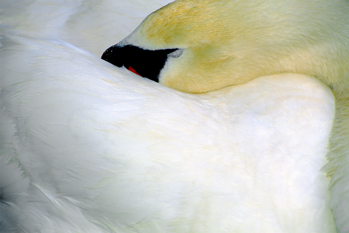Sweet Dreams