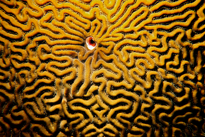 Symmetrical Brain Coral