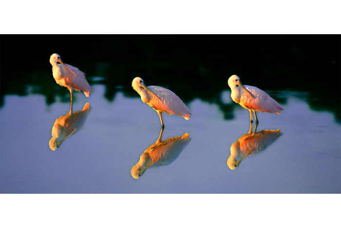 Synchronicity - Image 2