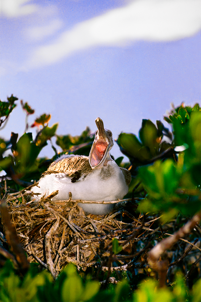 Tales from the Nest 1
