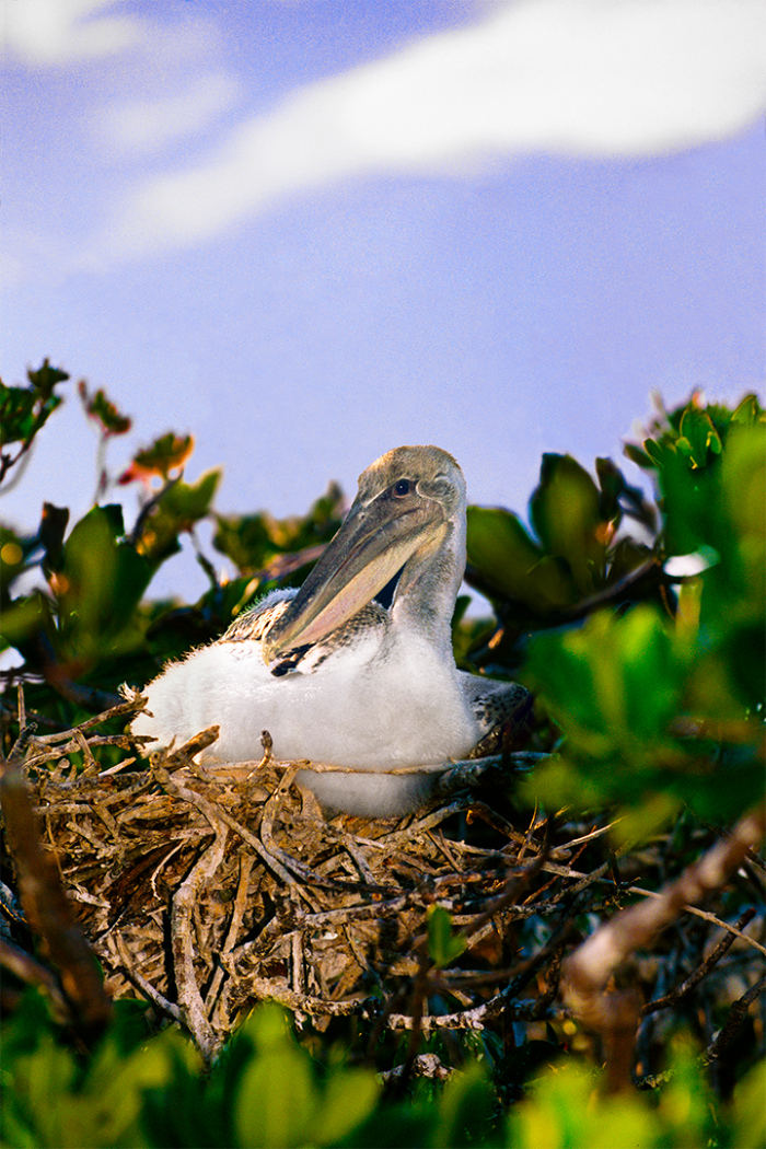Tales from the Nest 2